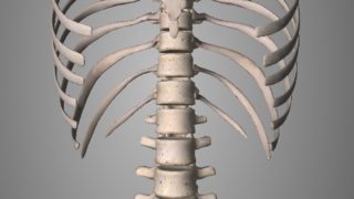 背骨と骨盤