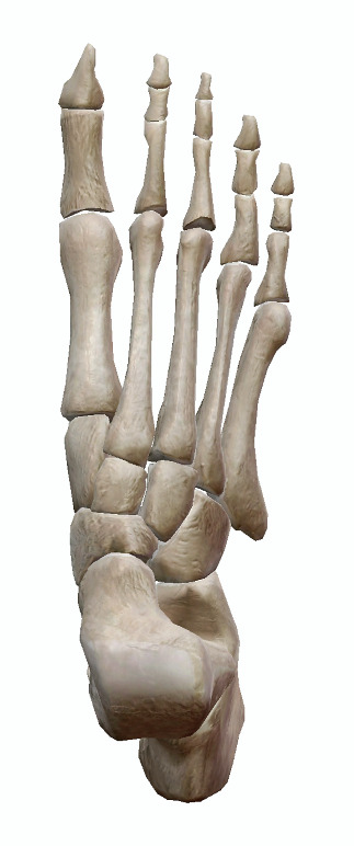足の骨の説明