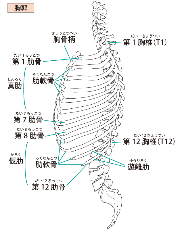 肋骨と脊骨の画像