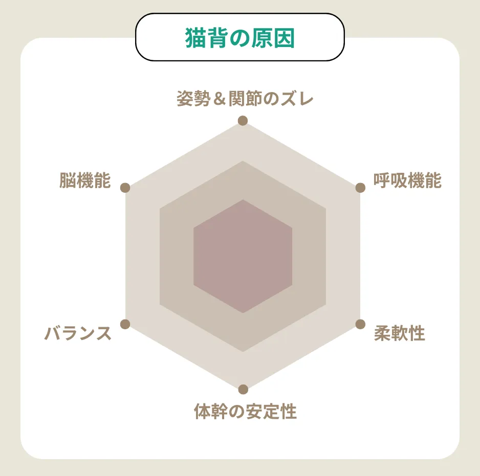 猫背の原因チャート
